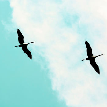 Photographie intitulée "Crane(s) V" par Tal Paz-Fridman, Œuvre d'art originale, Photographie numérique