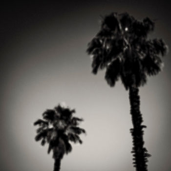 Fotografía titulada "Why are palm trees…" por Tal Paz-Fridman, Obra de arte original, Fotografía digital