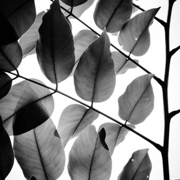Fotografia intitolato "Branches and Leaves…" da Tal Paz-Fridman, Opera d'arte originale, Fotografia digitale