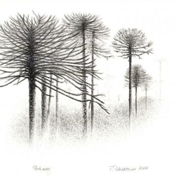 Drawing titled "Araucaria" by Tamara Valdovino, Original Artwork