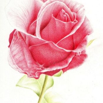 Dessin intitulée "Between the rose an…" par Tamara Valdovino, Œuvre d'art originale