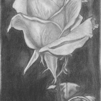 Disegno intitolato "Rose" da Tammy Carrick, Opera d'arte originale, Carbone