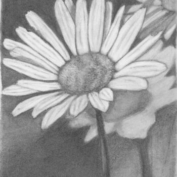 Drawing titled "Daisies" by Tammy Carrick, Original Artwork, Charcoal