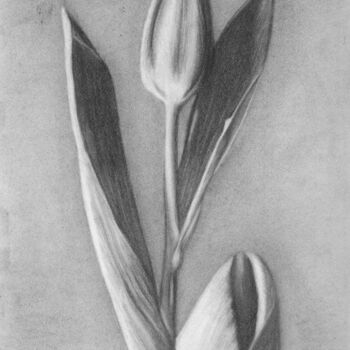 Tekening getiteld "Tulip" door Tammy Carrick, Origineel Kunstwerk, Houtskool