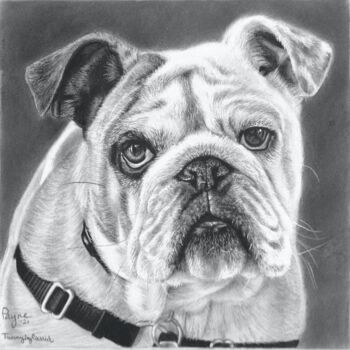 Dessin intitulée "Bulldog" par Tammy Carrick, Œuvre d'art originale, Fusain
