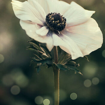 "Anemone Flower" başlıklı Fotoğraf Tania Leocadio tarafından, Orijinal sanat, Dijital Fotoğrafçılık