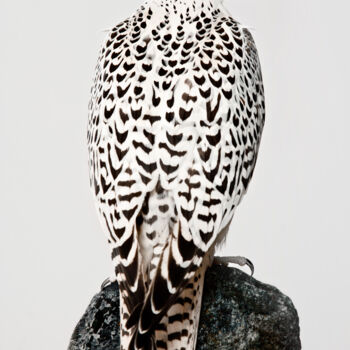 Fotografie getiteld "Gyr hunting falcon…" door Tariq Dajani, Origineel Kunstwerk, Digitale fotografie