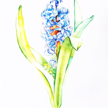 Pittura intitolato "Blue Hyacinth" da Tatiana Repesciuc, Opera d'arte originale, Acquarello