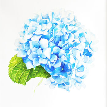Картина под названием "Blue Hydrangea" - Tatiana Repesciuc, Подлинное произведение искусства, Акварель