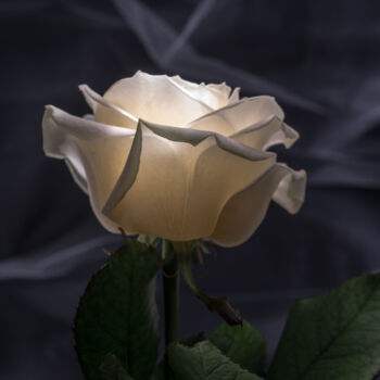 Fotografie mit dem Titel "Mystic Rose" von Tatjana Siadova, Original-Kunstwerk, Digitale Fotografie