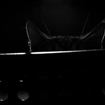 Photography titled "A cat on the Chair" by Tatjana Siadova, Original Artwork, Digital Photography