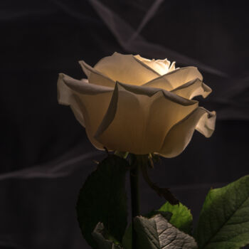 Photography titled "Whire Rose" by Tatjana Siadova, Original Artwork, Digital Photography