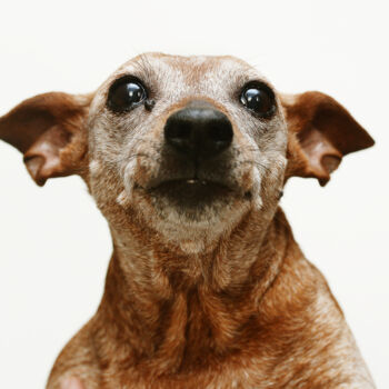 Photography titled ""Old Dog is Beautif…" by Tatsiana Melnikava, Original Artwork, Digital Photography