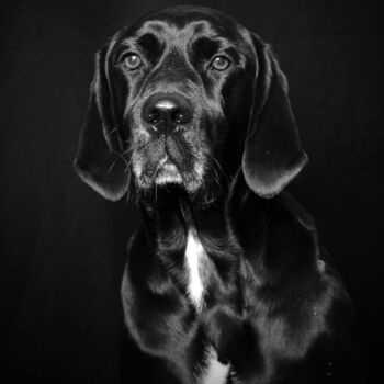 Φωτογραφία με τίτλο "Black Dog" από Tatsiana Melnikava, Αυθεντικά έργα τέχνης, Ψηφιακή φωτογραφία