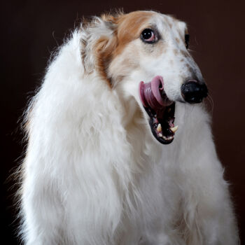 Photography titled "Borzoi Fil Fil" by Tatsiana Melnikava, Original Artwork, Digital Photography