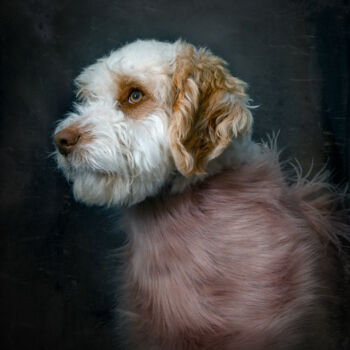 Photography titled "Dea. Lagotto Romagn…" by Tatsiana Melnikava, Original Artwork, Digital Photography