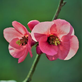 Фотография под названием "fleur en bordure du…" - Tc.Photographie, Подлинное произведение искусства, Цифровая фотография