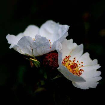 Фотография под названием "Fleur sauvage" - Tc.Photographie, Подлинное произведение искусства, Цифровая фотография