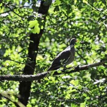 "Pigeon en forêt" başlıklı Fotoğraf Tc.Photographie tarafından, Orijinal sanat, Dijital Fotoğrafçılık