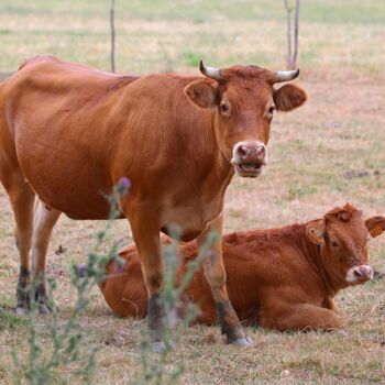 Fotografia intitulada "Race bovine du limo…" por Tc.Photographie, Obras de arte originais, Fotografia digital