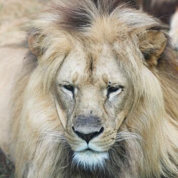 Photography titled "Portrait du Lion au…" by Tc.Photographie, Original Artwork, Digital Photography