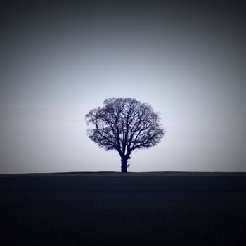 Fotografia intitolato "arbre sur fond d'éc…" da Tc.Photographie, Opera d'arte originale, Fotografia digitale