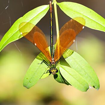 Photographie intitulée "Libellule marron" par Tc.Photographie, Œuvre d'art originale, Photographie numérique