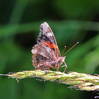 Fotografia intitulada "papillon" por Tc.Photographie, Obras de arte originais, Fotografia digital