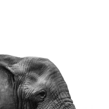 Fotografia intitolato "Elephant - South Af…" da Tchebes, Opera d'arte originale, Fotografia digitale