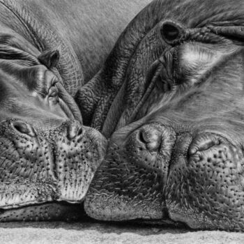 Desenho intitulada "Hippos" por Teresa Payne Art, Obras de arte originais, Carvão