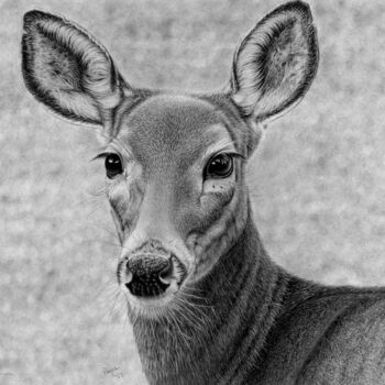 Tekening getiteld "Deer" door Teresa Payne Art, Origineel Kunstwerk, Houtskool
