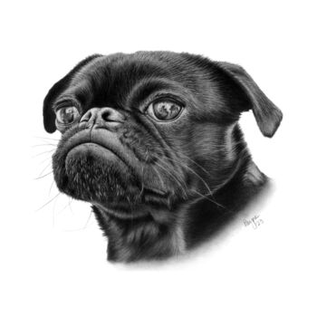 Dessin intitulée "Pugsie" par Teresa Payne Art, Œuvre d'art originale, Fusain