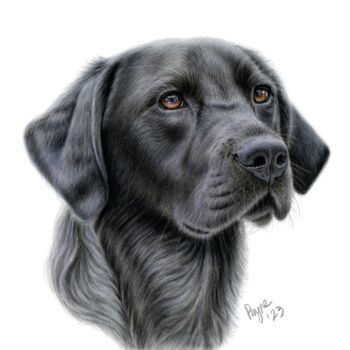 Desenho intitulada "Black Lab" por Teresa Payne Art, Obras de arte originais, Lápis