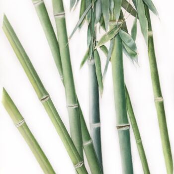 Malerei mit dem Titel "Calming bamboo" von Tetiana Kovalova, Original-Kunstwerk, Aquarell