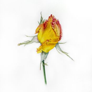 Malerei mit dem Titel "Yellow rose" von Tetiana Kovalova, Original-Kunstwerk, Aquarell