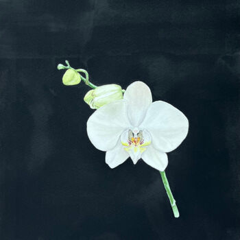 Malerei mit dem Titel "Wonderful orchid" von Tetiana Kovalova, Original-Kunstwerk, Aquarell