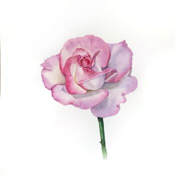 Painting titled "Tender pink rose" by Tetiana Kovalova, Original Artwork, Watercolor