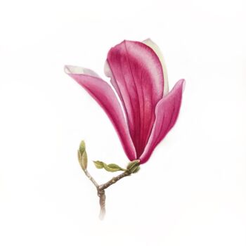 Malerei mit dem Titel "Pink Magnolia" von Tetiana Kovalova, Original-Kunstwerk, Aquarell
