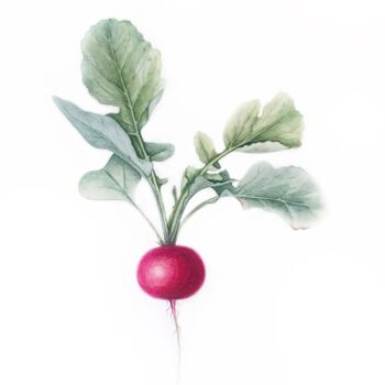 Картина под названием "Fresh radish" - Tetiana Kovalova, Подлинное произведение искусства, Акварель