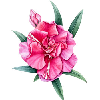 Painting titled "Fragrant oleander" by Tetiana Kovalova, Original Artwork, Watercolor