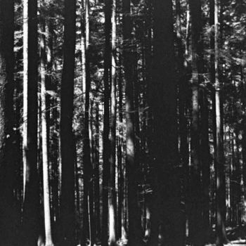 Fotografia intitolato "forest BW" da Tudor Gafton, Opera d'arte originale, fotografia a pellicola