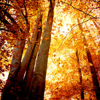 Photographie intitulée "Autumn 1" par Tudor Gafton, Œuvre d'art originale, Photographie numérique