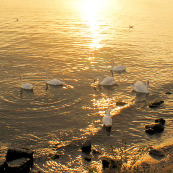 Fotografie getiteld "Swans" door Tudor Gafton, Origineel Kunstwerk, Digitale fotografie