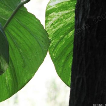 Fotografia intitolato "tree and leaf combo" da Gauthaman G, Opera d'arte originale