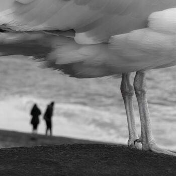 Photographie intitulée "The bird" par Theofilos Koutroumanis, Œuvre d'art originale, Photographie numérique