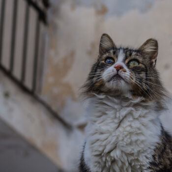 Фотография под названием "Cat portrait" - Theofilos Koutroumanis, Подлинное произведение искусства, Цифровая фотография