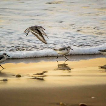 Fotografia zatytułowany „petits-anges-du-bor…” autorstwa Thierry Magliulo (Th.Mag), Oryginalna praca