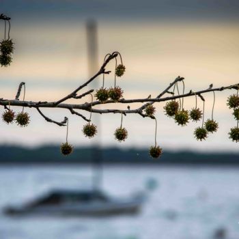 Фотография под названием "Guirlandes-de-noel" - Thierry Magliulo (Th.Mag), Подлинное произведение искусства