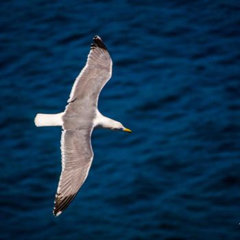 Photography titled "Jonathan Livingston…" by Thierry Magliulo (Th.Mag), Original Artwork