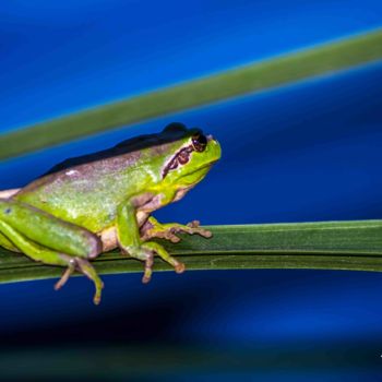 Photography titled "Mon amie grenouille…" by Thierry Magliulo (Th.Mag), Original Artwork